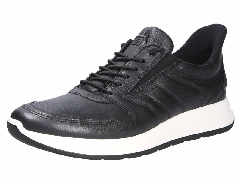 - Matteeo Schwarz - 53-001-1-31-01 46 von Ara