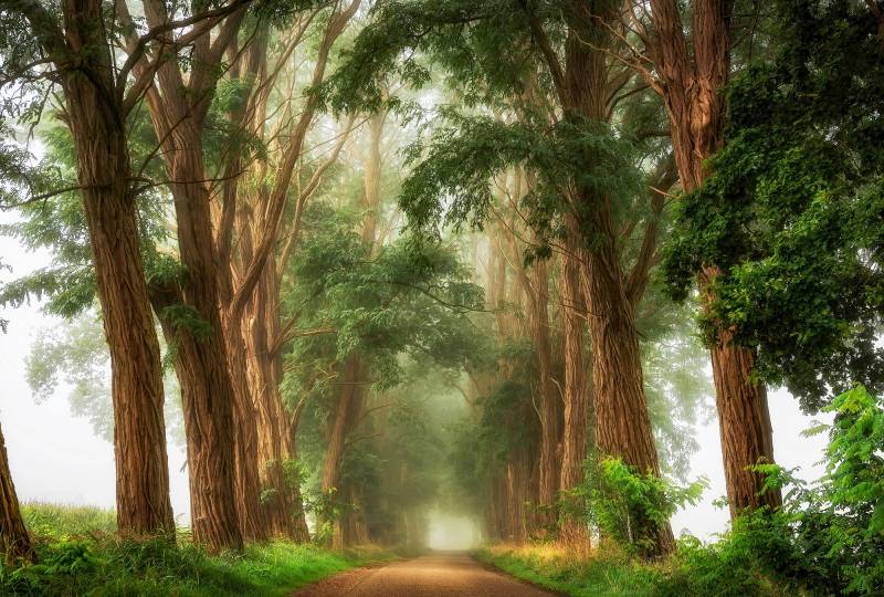 Architects Paper Fototapete "Acacias the Mist" Vlies, Wand, Schräge von Architects Paper