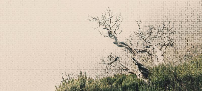 Architects Paper Fototapete "Atelier 47 Death Tree Puzzle 2" Wald glatt Vlies, Wand, Schräge, Decke von Architects Paper