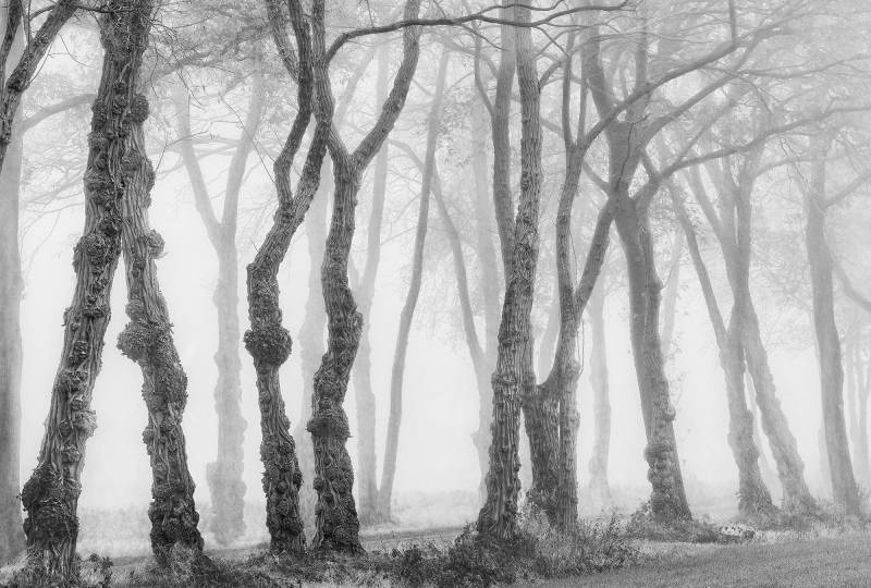 Architects Paper Fototapete "Bark" Vlies, Wand, Schräge von Architects Paper