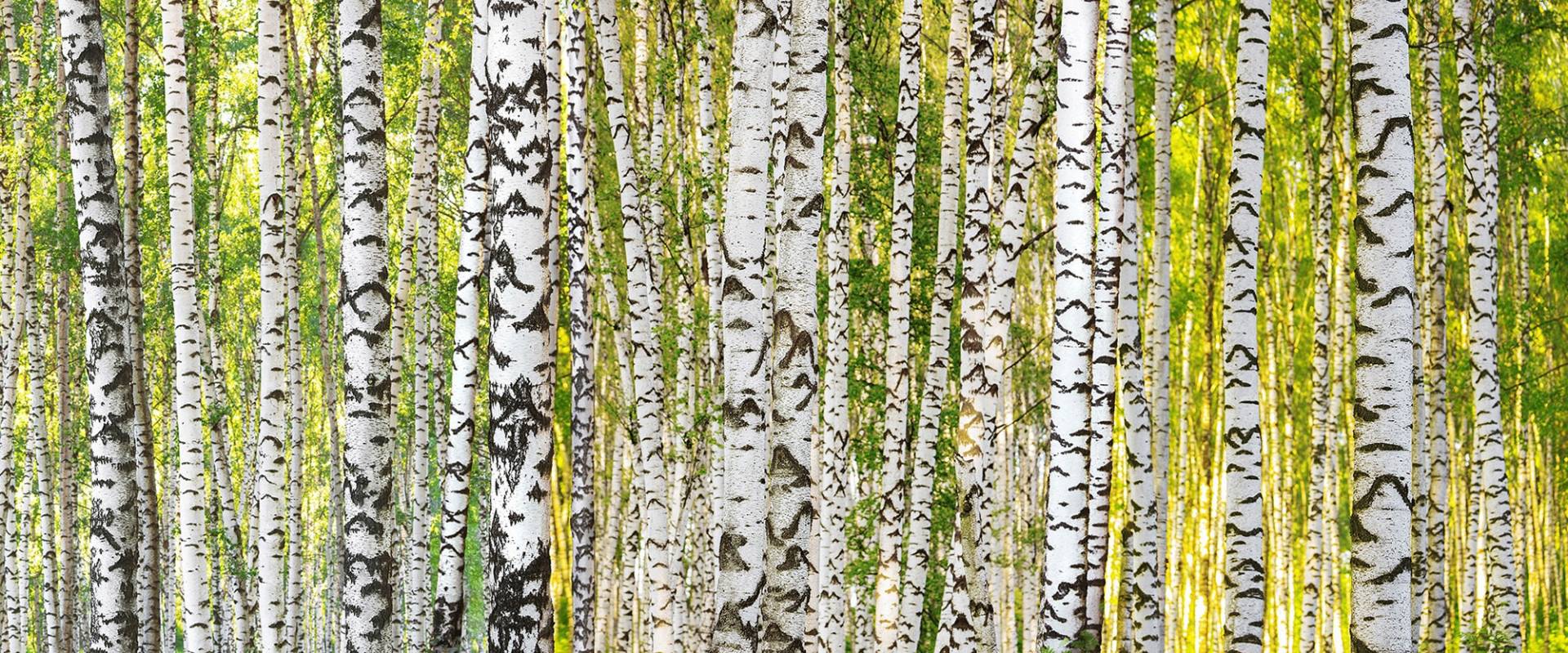 Architects Paper Fototapete "Birch Forest", Vlies, Wand, Schräge von Architects Paper