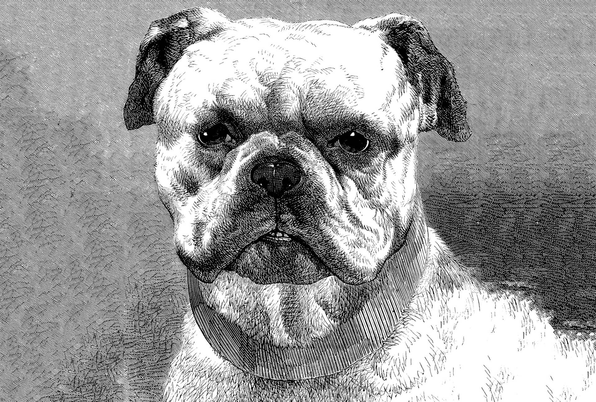 Architects Paper Fototapete "Bulldog" Vlies, Wand, Schräge von Architects Paper