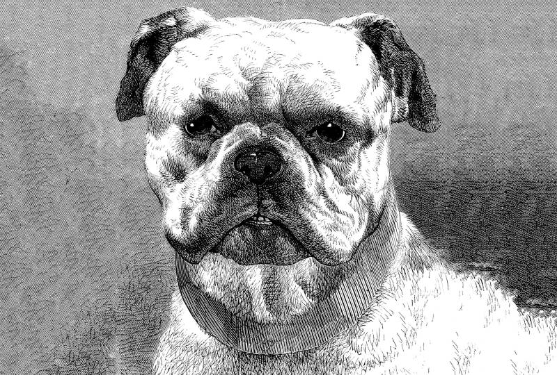 Architects Paper Fototapete "Bulldog" Vlies, Wand, Schräge von Architects Paper