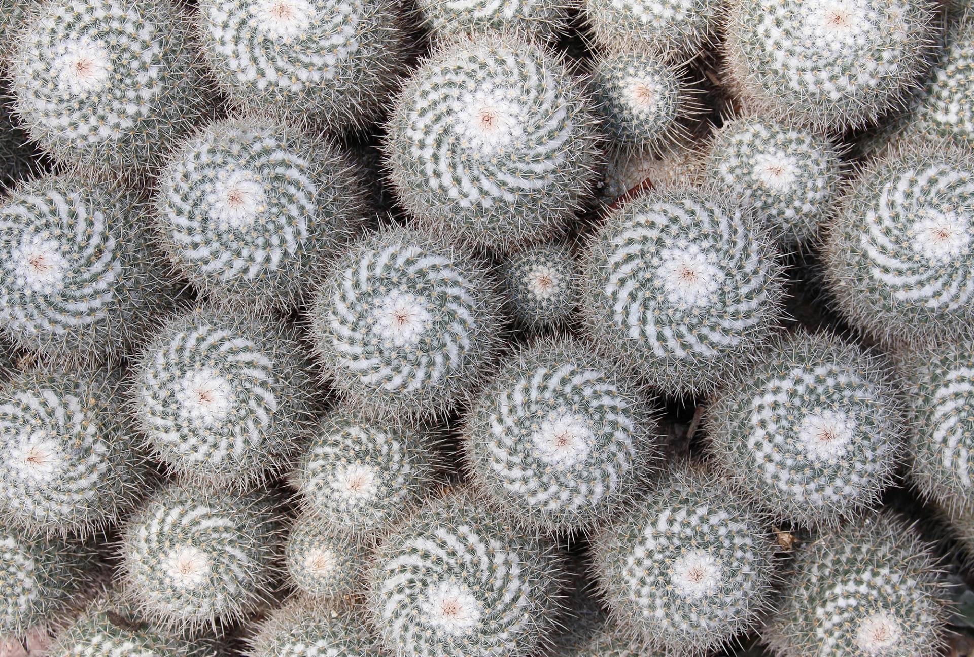 Architects Paper Fototapete "Cactus" Vlies, Wand, Schräge von Architects Paper