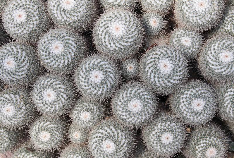 Architects Paper Fototapete "Cactus" Vlies, Wand, Schräge von Architects Paper