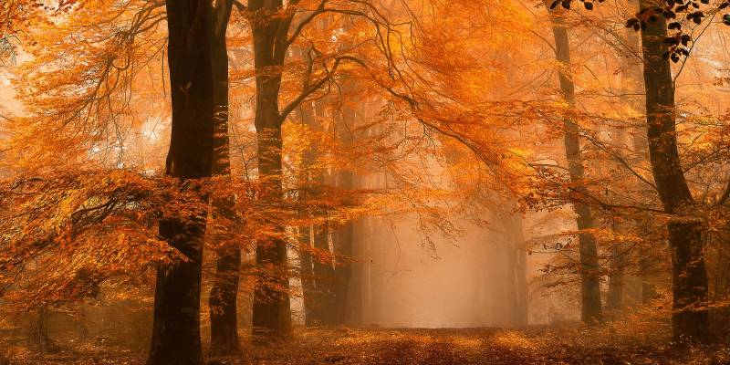 Architects Paper Fototapete "Fantastic Forest" Vlies, Wand, Schräge von Architects Paper