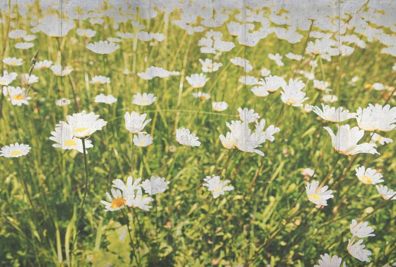 Architects Paper Fototapete "Flower Concrete" Vlies, Wand, Schräge von Architects Paper