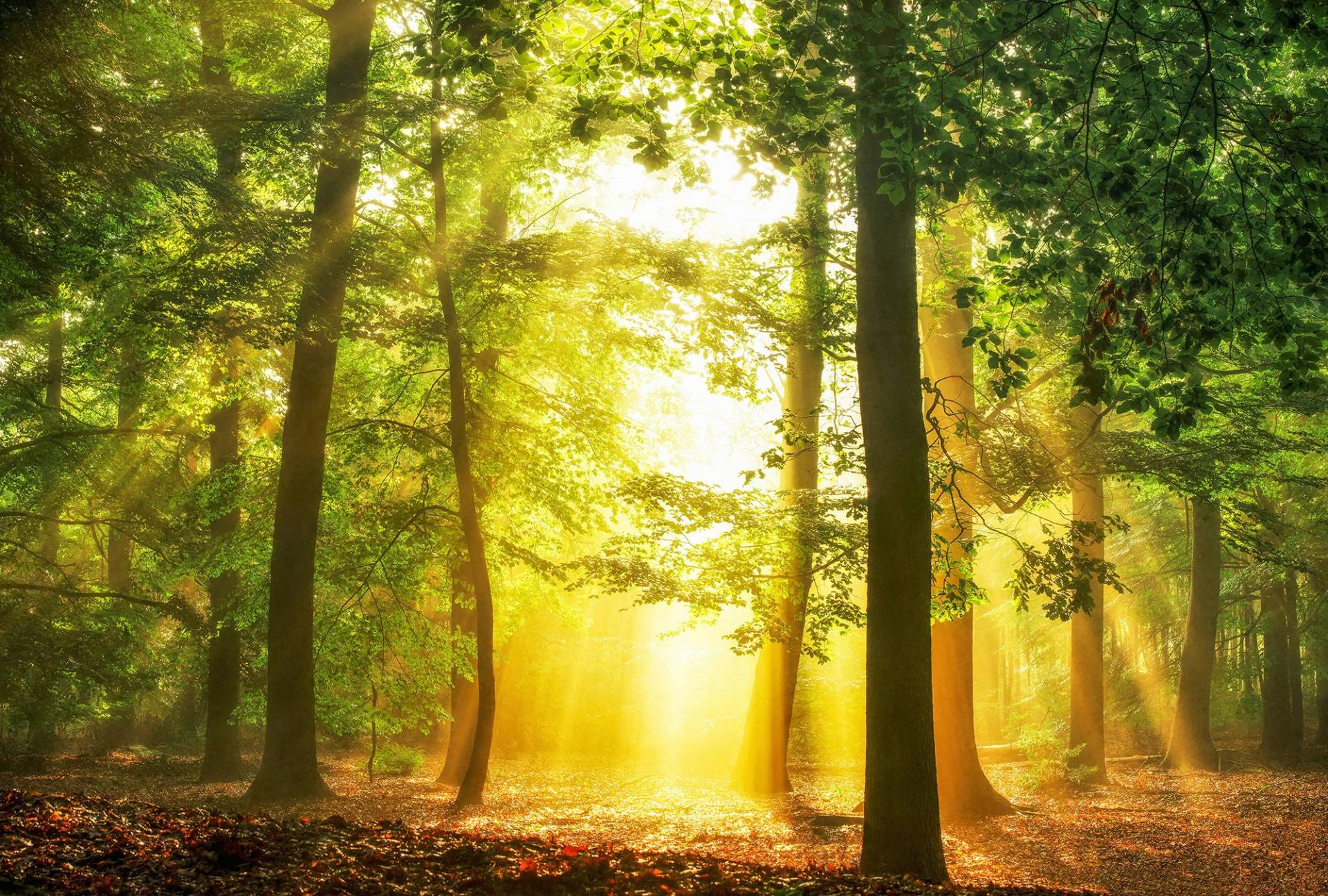 Architects Paper Fototapete "Hidden in Plain" Vlies, Wand, Schräge von Architects Paper