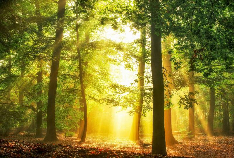 Architects Paper Fototapete "Hidden in Plain" Vlies, Wand, Schräge von Architects Paper