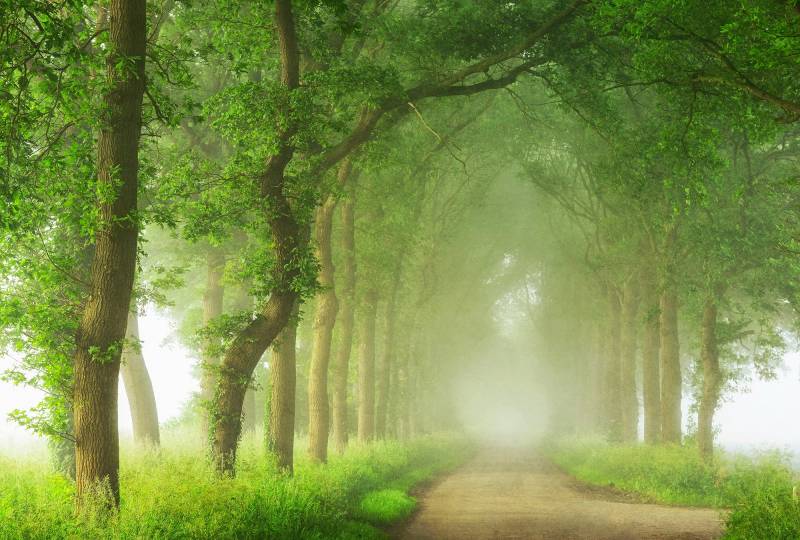 Architects Paper Fototapete "Into the Mist" Vlies, Wand, Schräge von Architects Paper