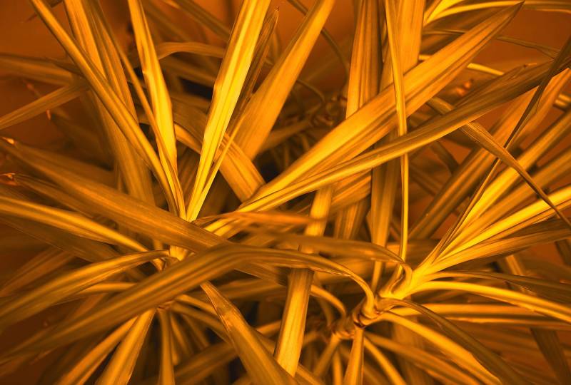 Architects Paper Fototapete "Jungle Plant" Vlies, Wand, Schräge von Architects Paper