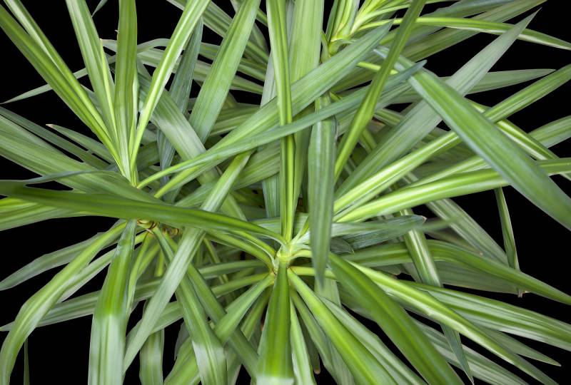 Architects Paper Fototapete "Jungle Plant" Vlies, Wand, Schräge von Architects Paper