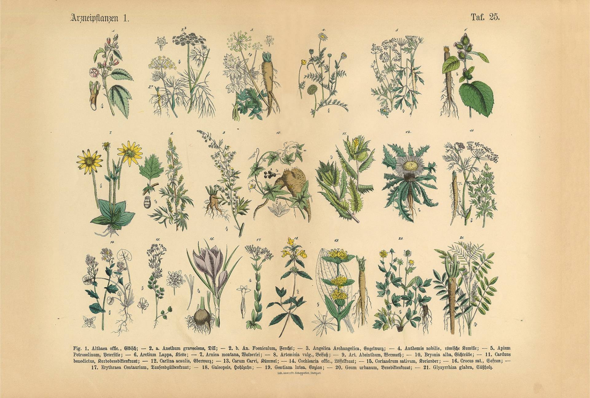 Architects Paper Fototapete "Medical Plant" Vlies, Wand, Schräge von Architects Paper