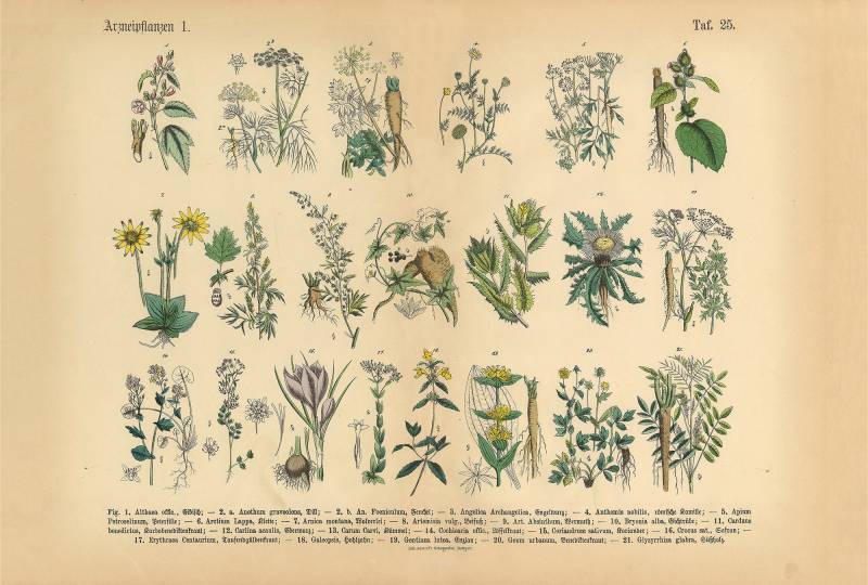 Architects Paper Fototapete "Medical Plant" Vlies, Wand, Schräge von Architects Paper