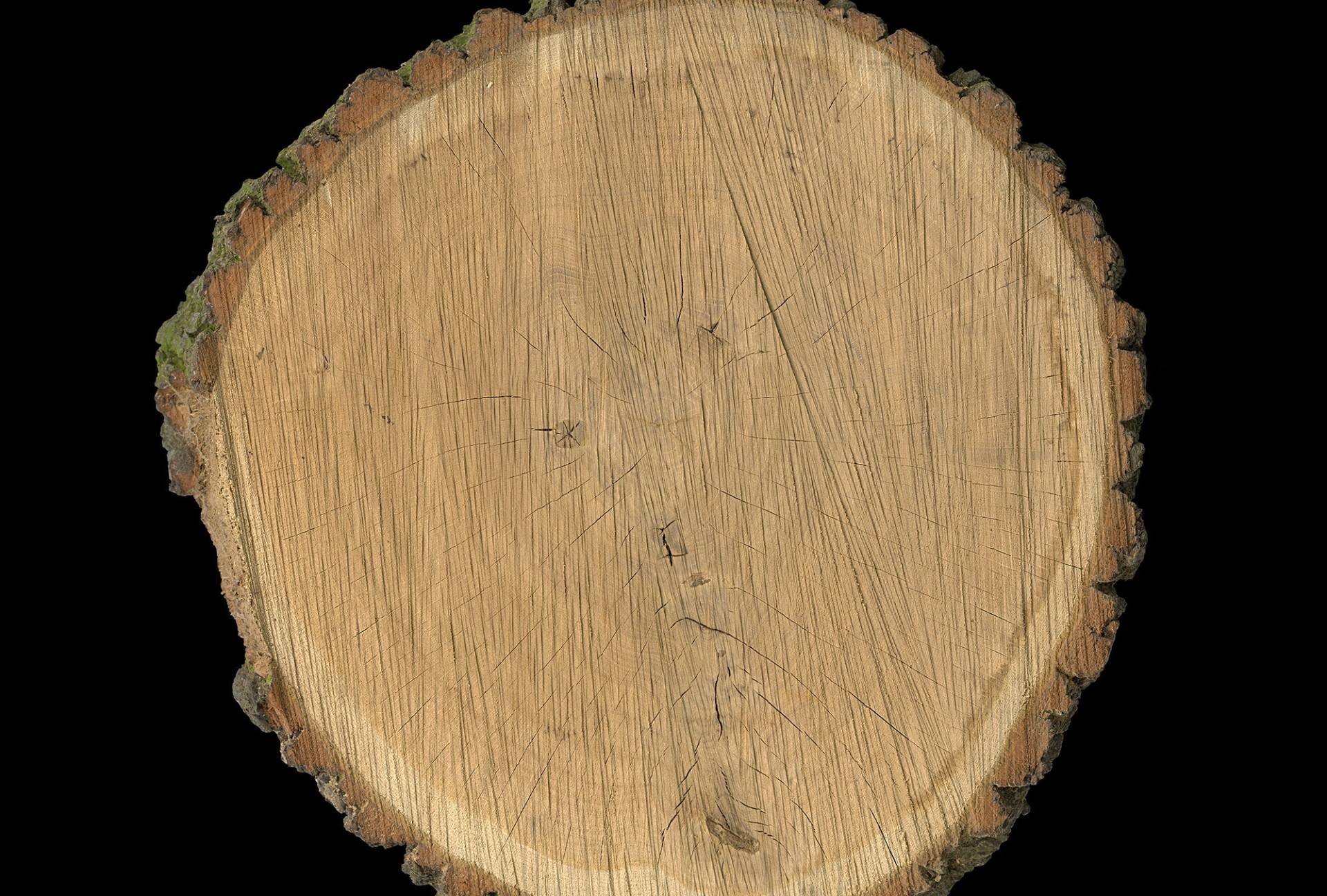 Architects Paper Fototapete "Oak Slice" Vlies, Wand, Schräge von Architects Paper