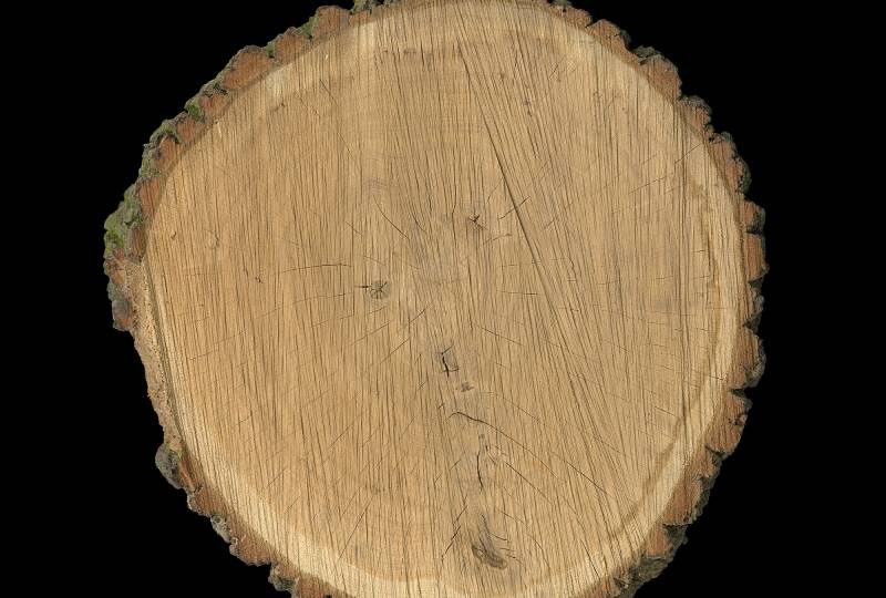 Architects Paper Fototapete "Oak Slice" Vlies, Wand, Schräge von Architects Paper