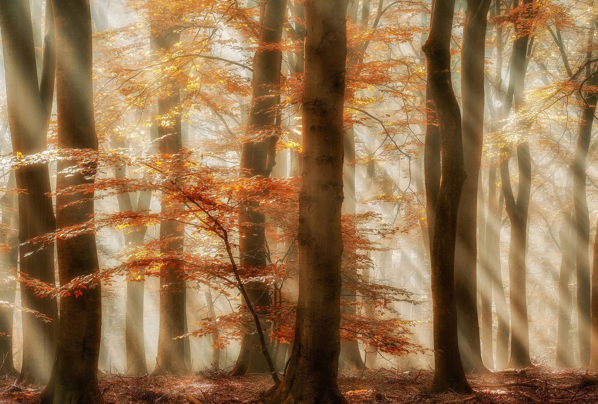 Architects Paper Fototapete "Rays of Grace" Vlies, Wand, Schräge von Architects Paper