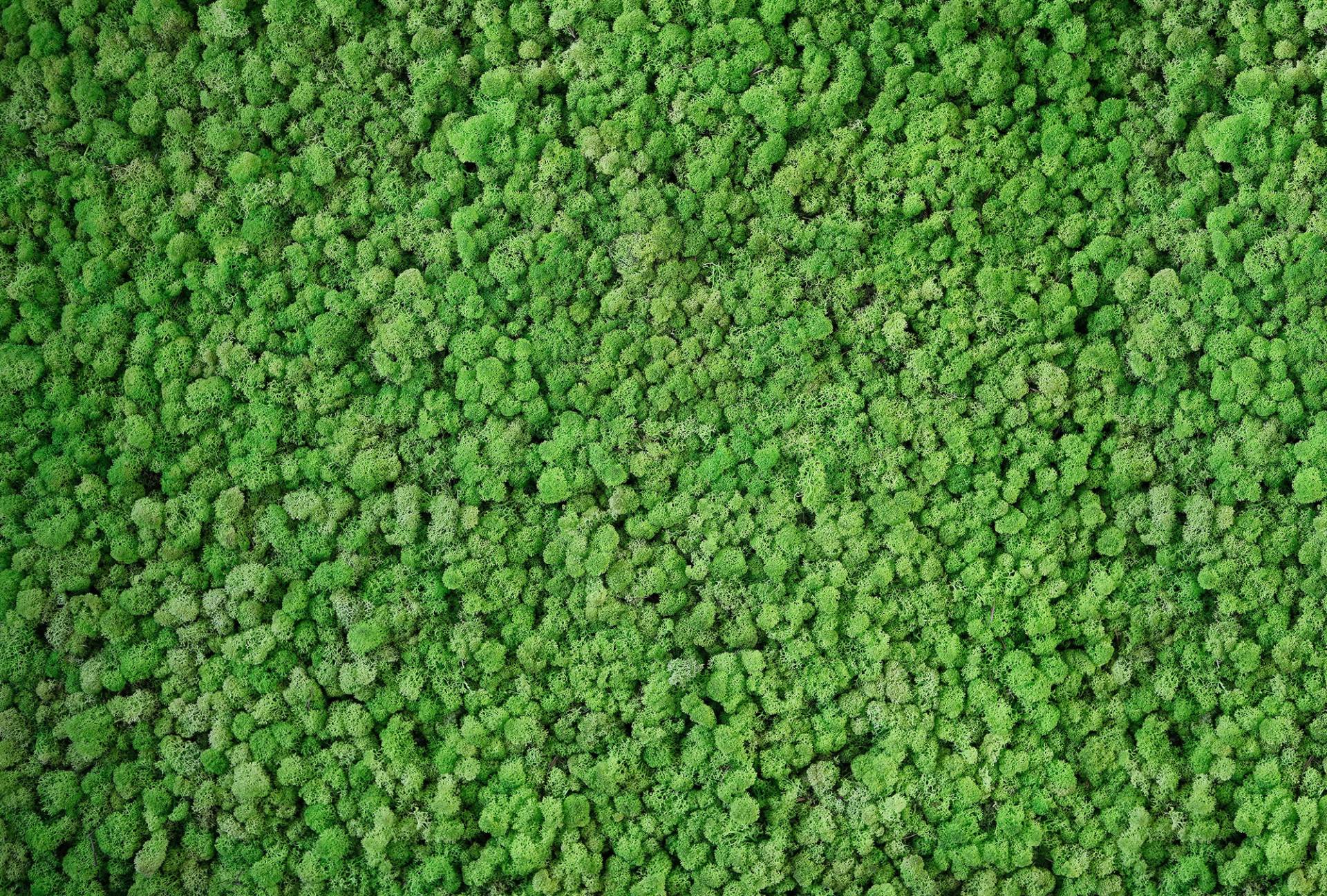 Architects Paper Fototapete "Real Moss" Vlies, Wand, Schräge von Architects Paper