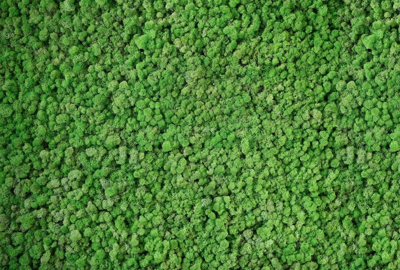 Architects Paper Fototapete "Real Moss" Vlies, Wand, Schräge von Architects Paper