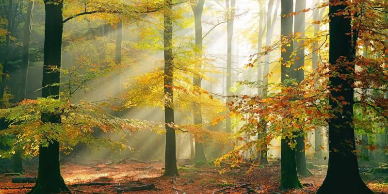 Architects Paper Fototapete "Sinfonia della foresta" Vlies, Wand, Schräge von Architects Paper