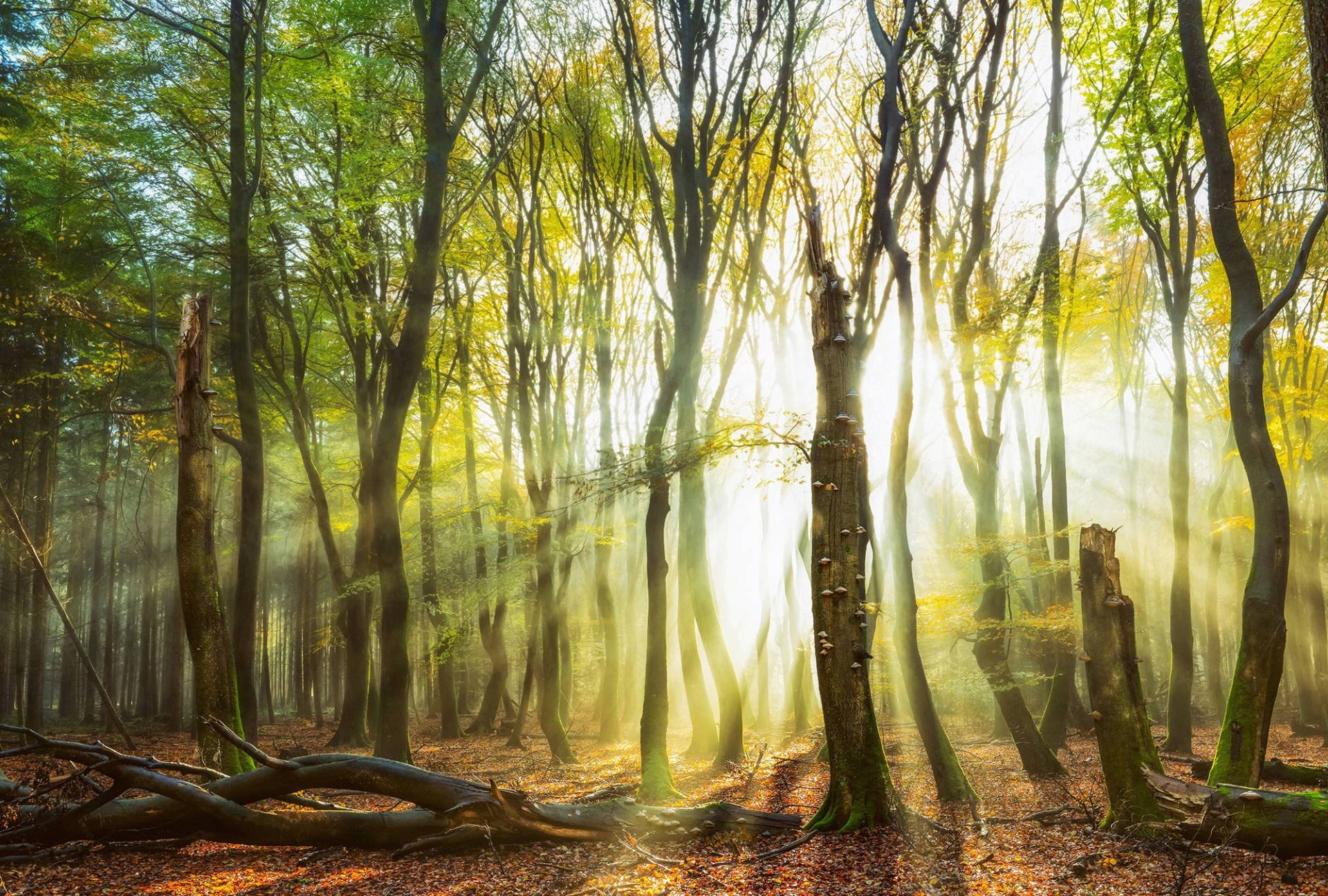 Architects Paper Fototapete "Still Standing" Vlies, Wand, Schräge von Architects Paper