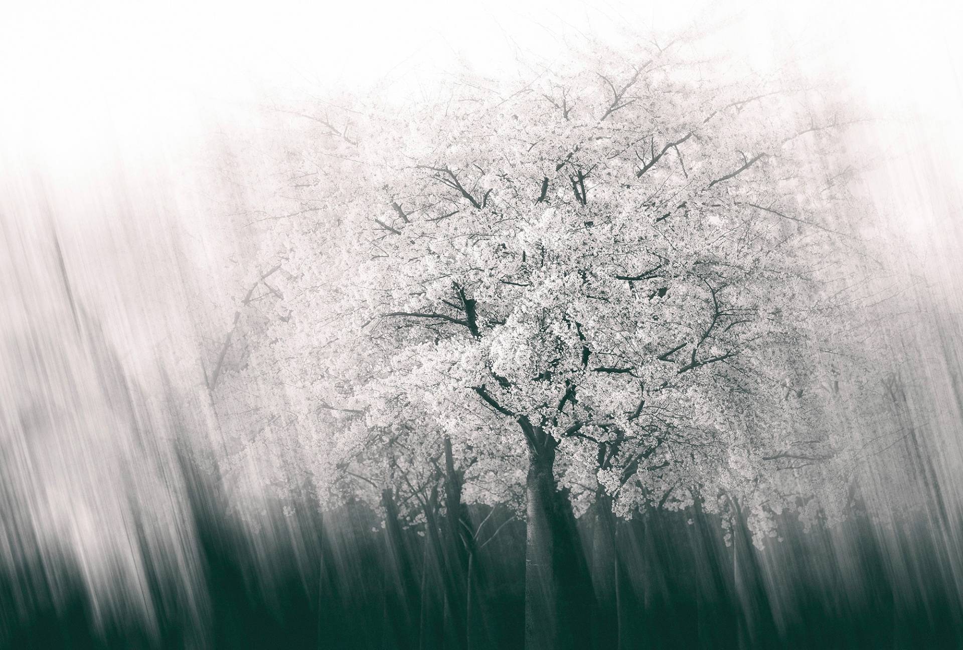 Architects Paper Fototapete "Streaks Spring" Vlies, Wand, Schräge von Architects Paper