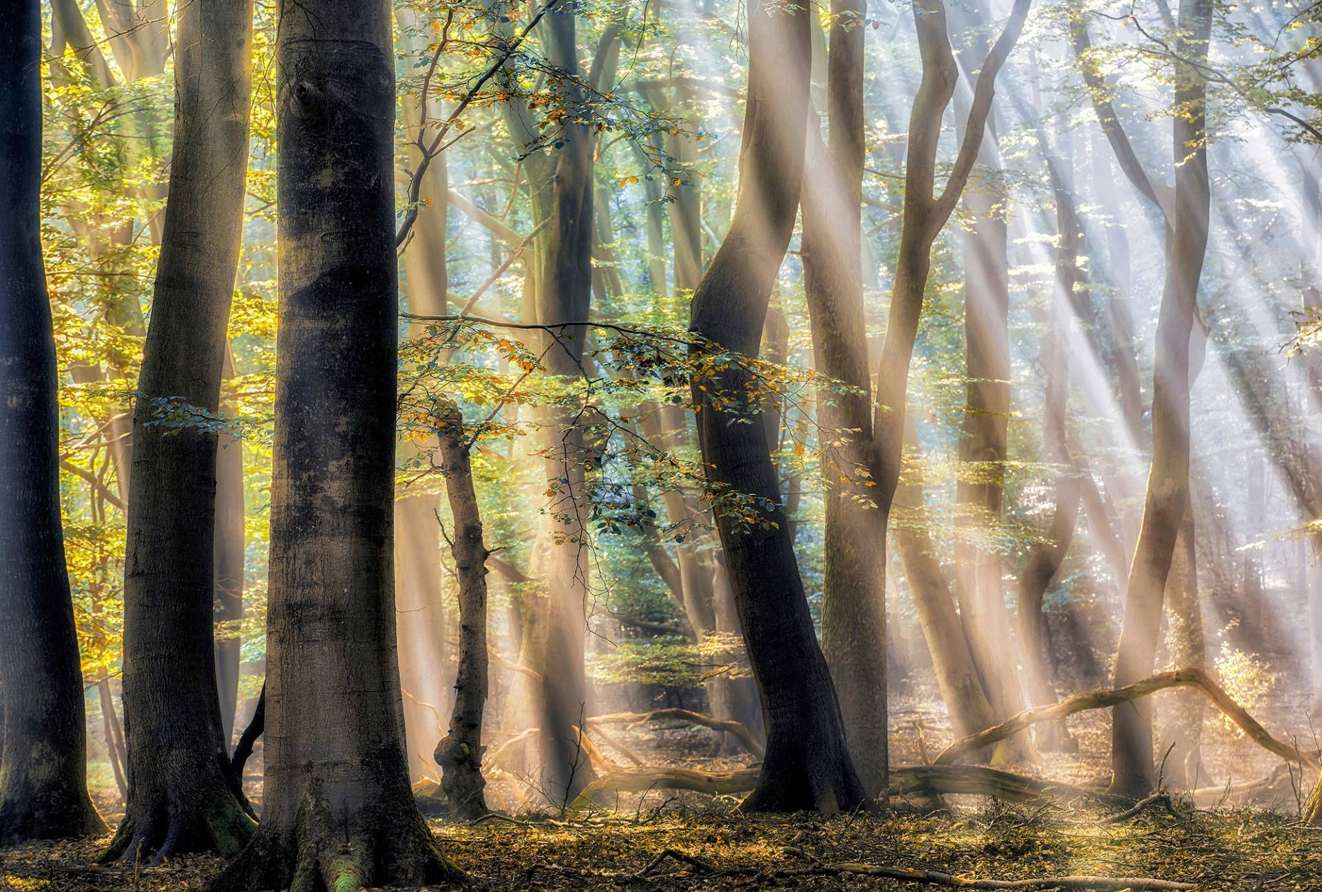 Architects Paper Fototapete "The Enchanted Forest", Vlies, Wand, Schräge von Architects Paper