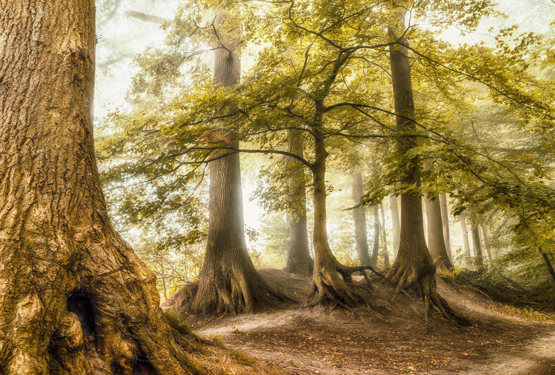 Architects Paper Fototapete "Tree Meeting" Vlies, Wand, Schräge von Architects Paper