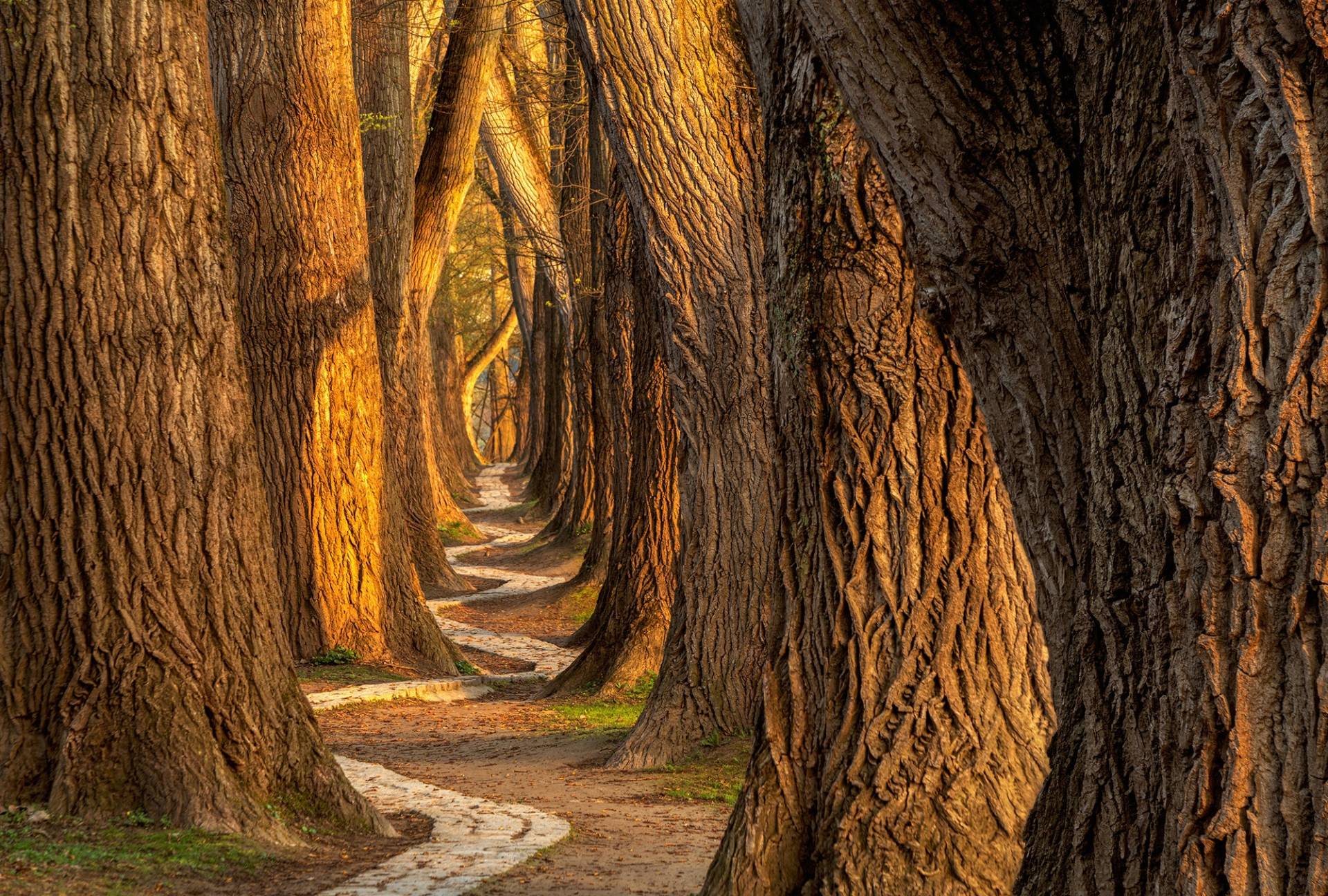 Architects Paper Fototapete "Wooden Guards" Vlies, Wand, Schräge von Architects Paper