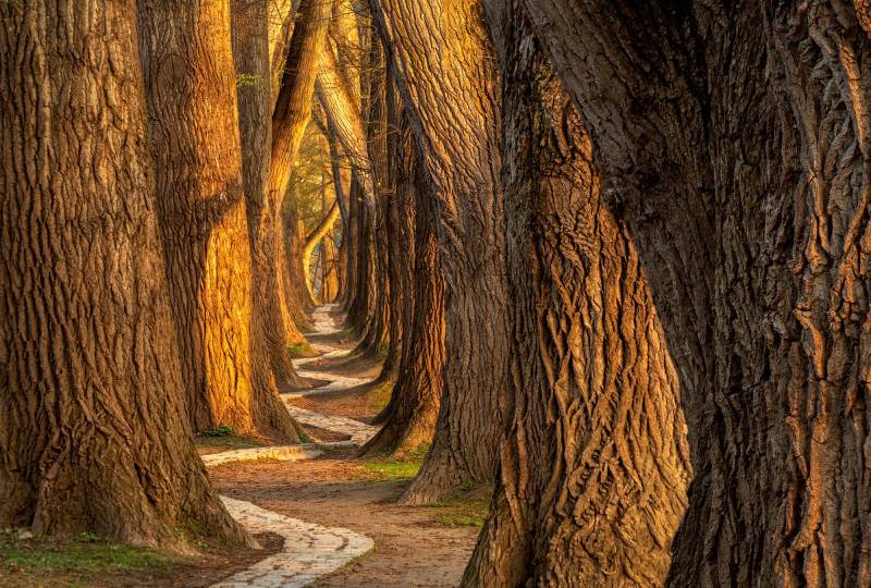 Architects Paper Fototapete "Wooden Guards" Vlies, Wand, Schräge von Architects Paper