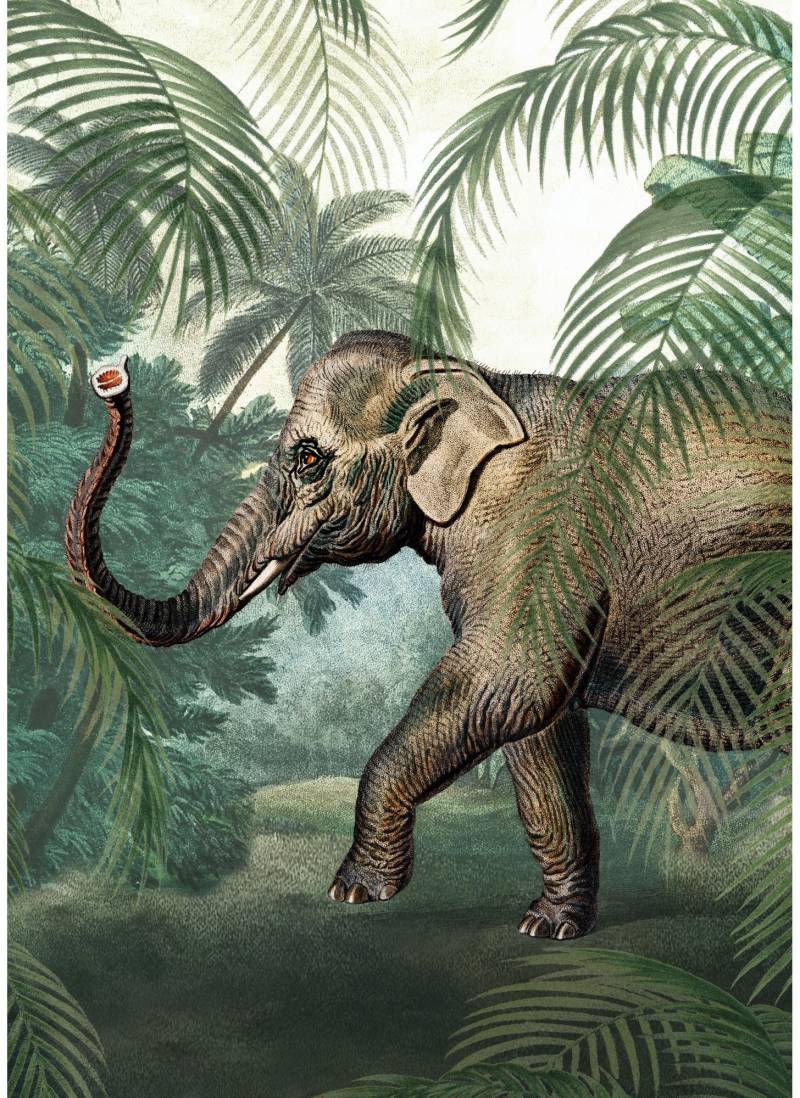 Art for the home Fototapete "Elefant" animal print glatt 280x200cm von Art For The Home