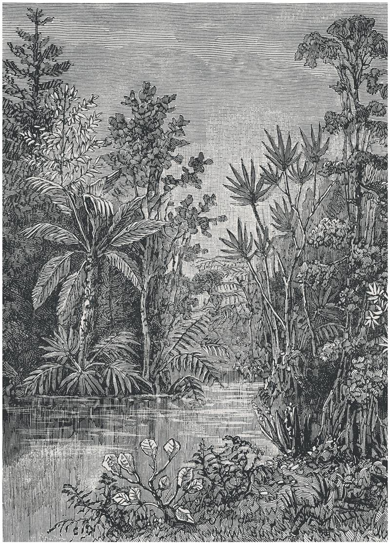 Art for the home Fototapete "Jungle" animal print glatt 200 cm Länge von Art For The Home