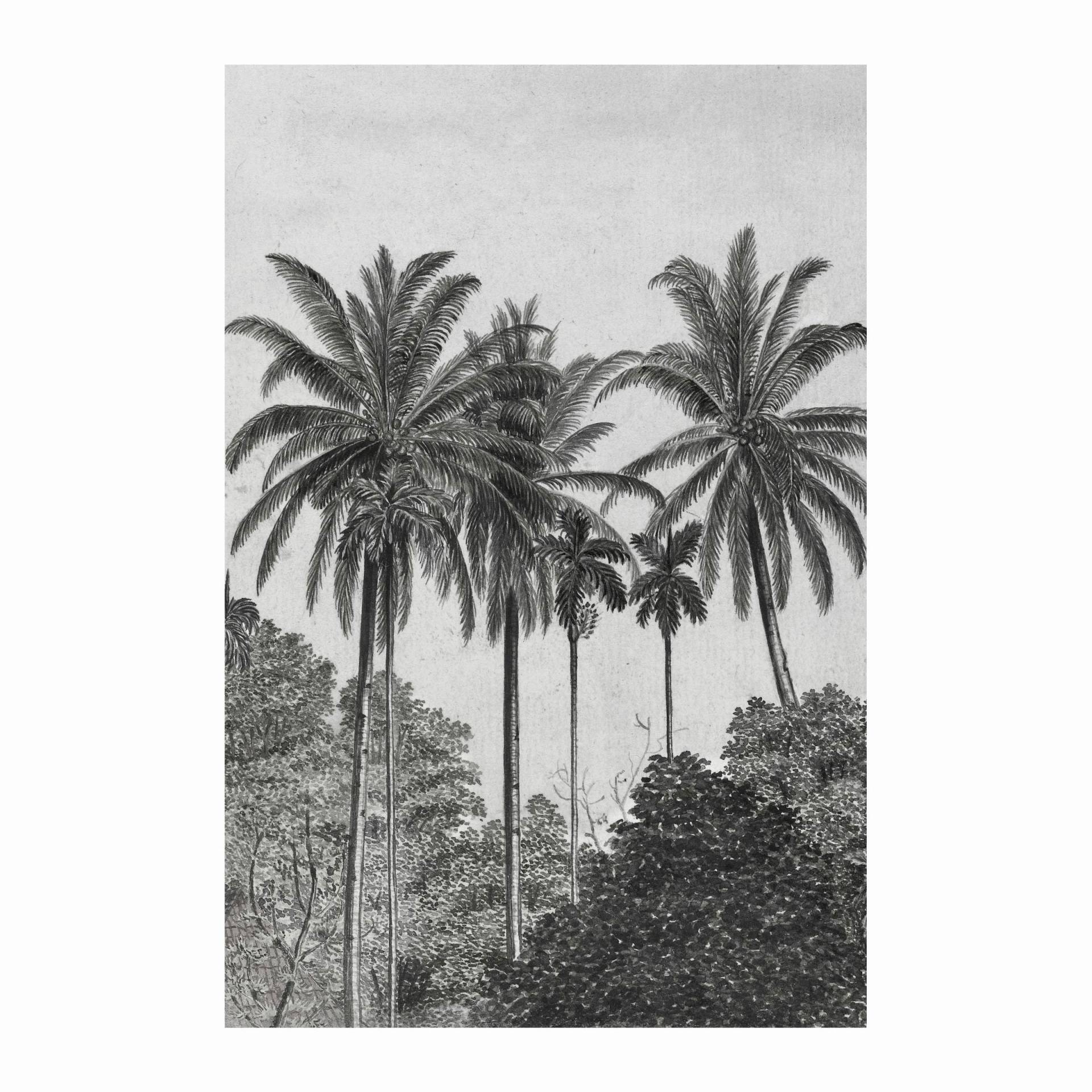 Art for the home Fototapete "Palmen" botanisch glatt 200 cm Länge von Art For The Home