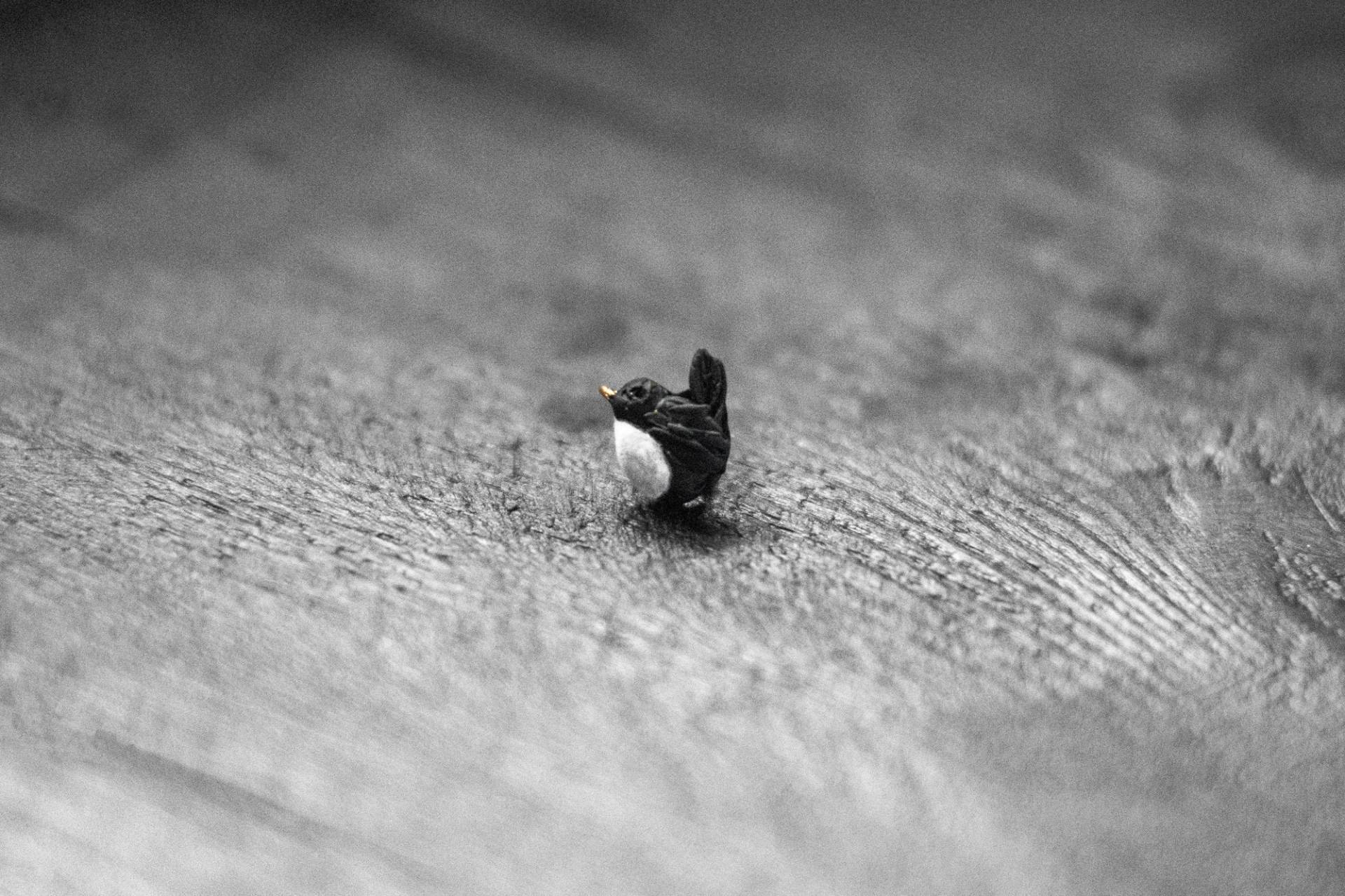 Kleine Vogel Brosche Handgemachte Cinclus Anstecknadel Aus Polymer Clay von ArtTerraceTreasures