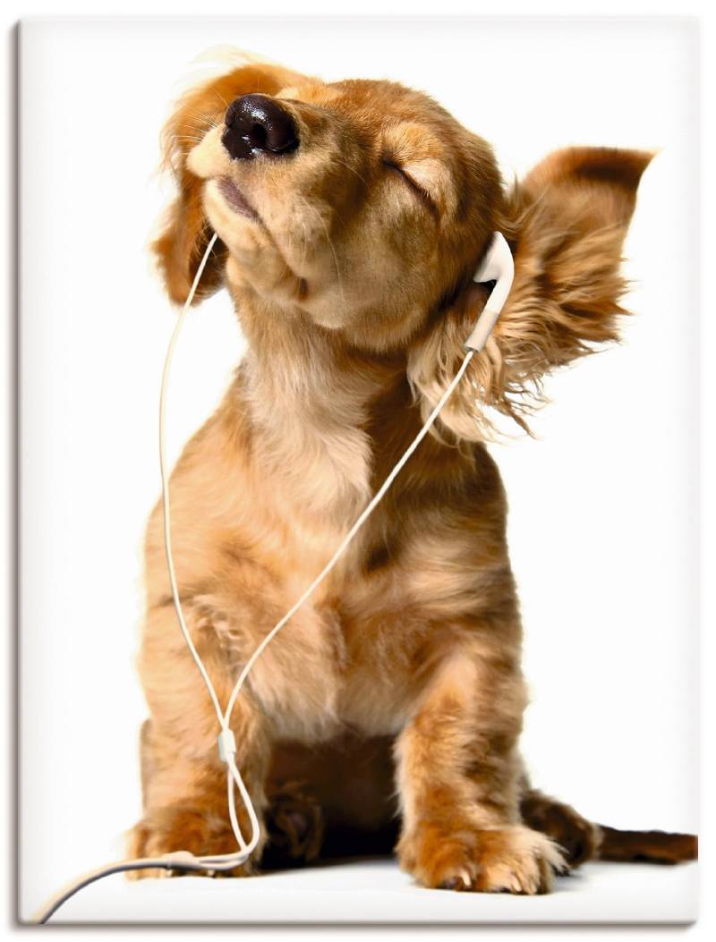 Artland Leinwandbild "Junger Hund hört Musik über Kopfhörer" Haustiere 1 Stk. tlg. als Leinwandbild, Poster, Wandaufkleber in verschied. Größen von Artland