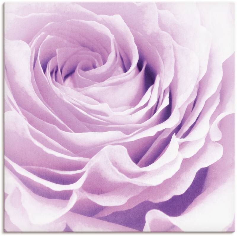 Artland Leinwandbild "Pastell Rose" Blumen 1 Stk. tlg. als Leinwandbild, Poster, Wandaufkleber in verschied. Größen von Artland