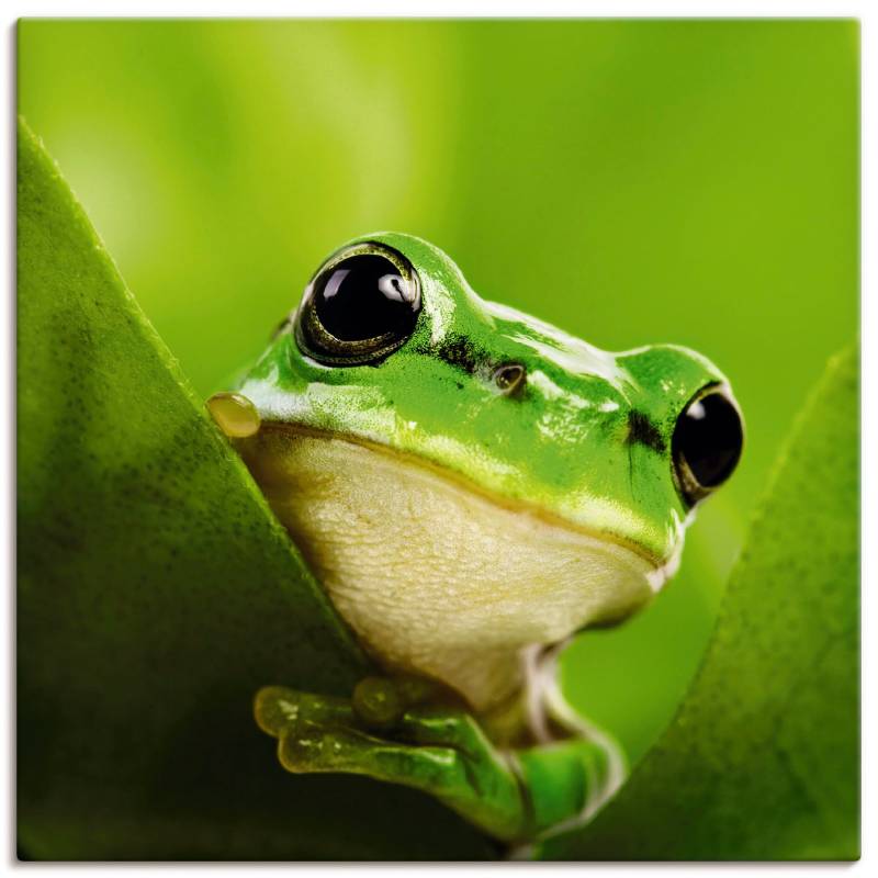 Artland Wandbild "Ausspähender Frosch" Wassertiere 1 Stk. tlg. als Leinwandbild, Poster in verschied. Größen von Artland