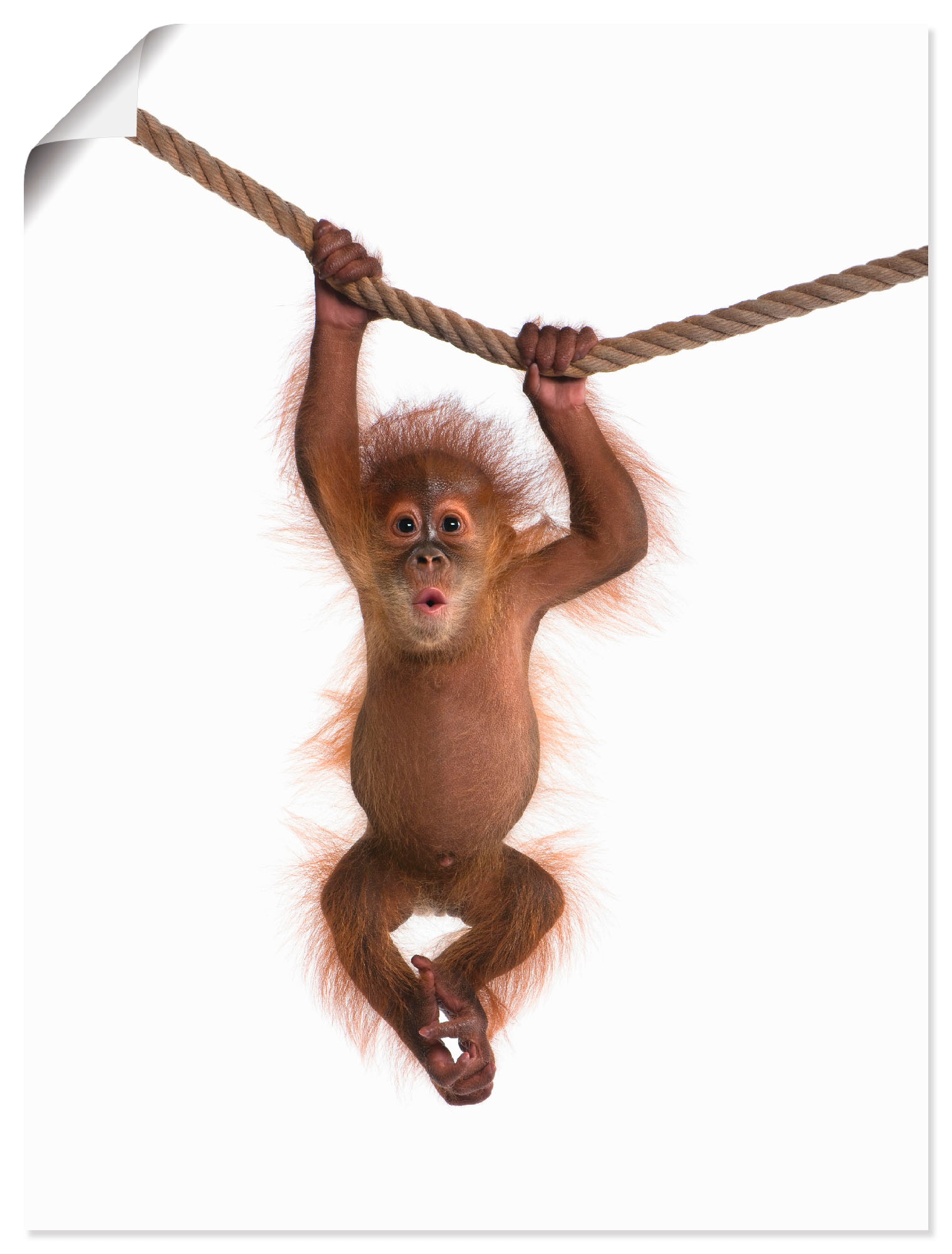 Artland Wandbild "Baby Orang Utan hängt an Seil II", Wildtiere, (1 St.), als Alubild, Outdoorbild, Leinwandbild, Poster, Wandaufkleber von Artland