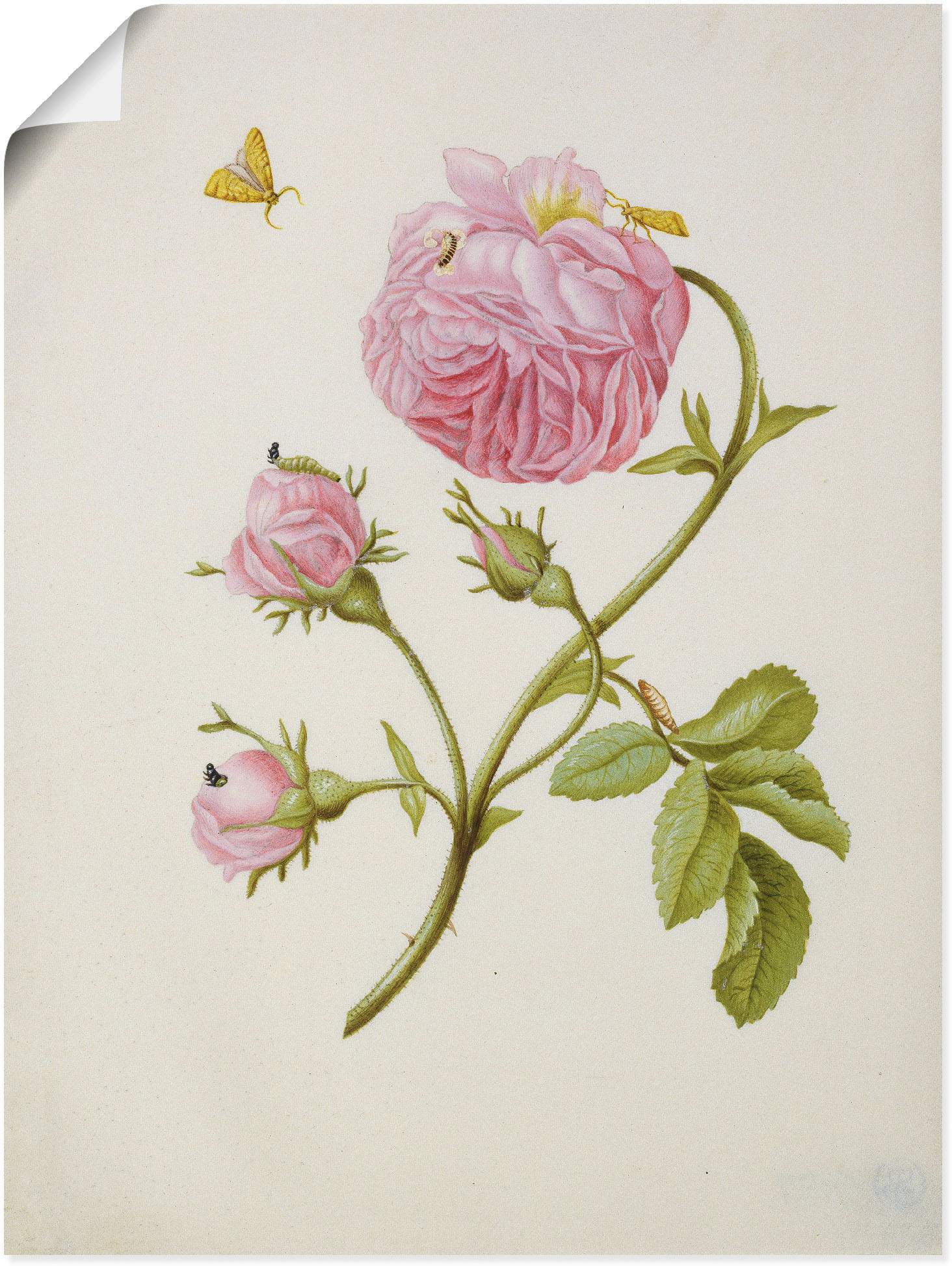 Artland Kunstdruck "Buschröschen Miniermotte, Larve, Puppe", Blumen, (1 St.) von Artland