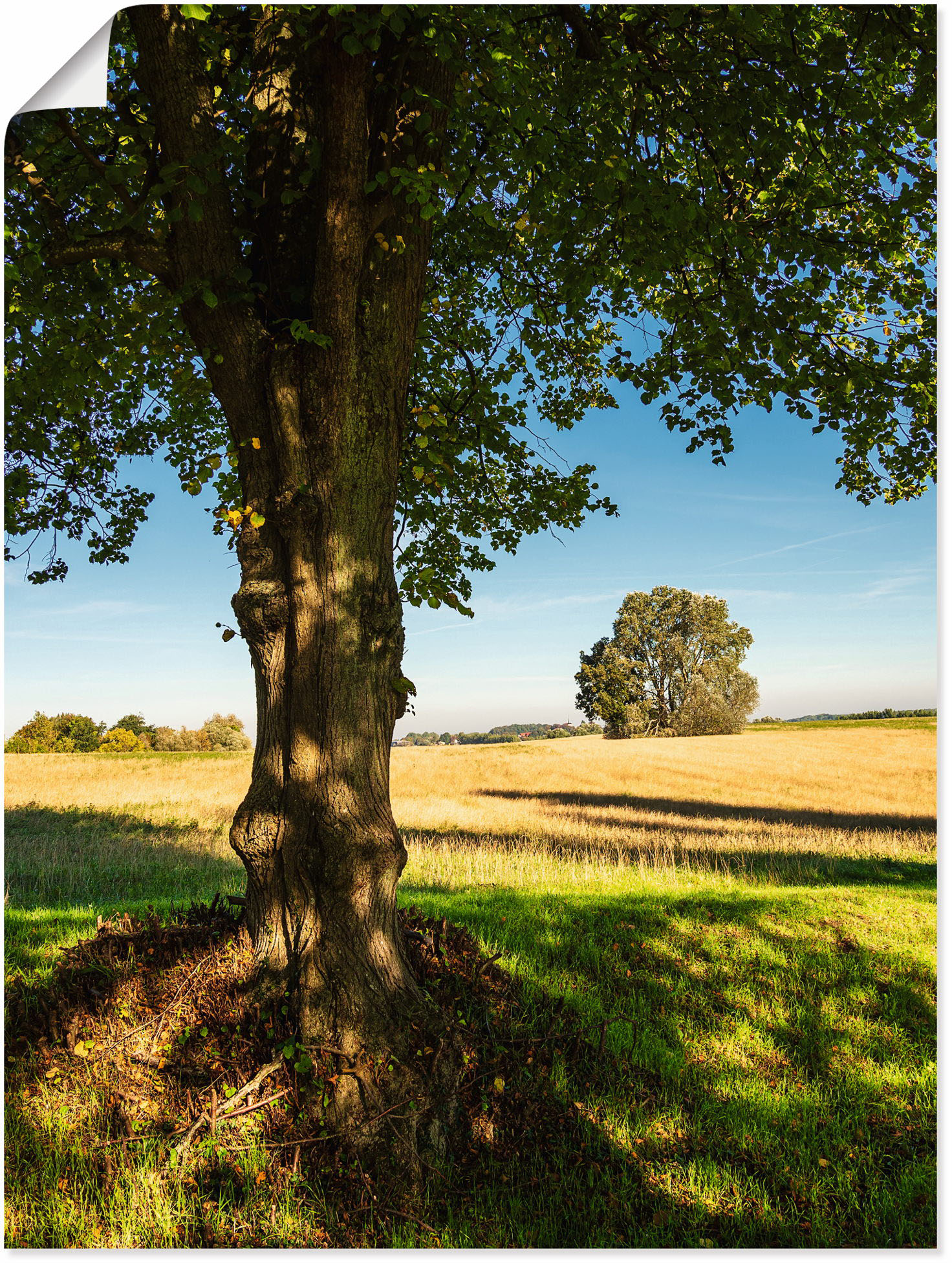 Artland Poster "Feld und Bäumen bei Hohen Demzin", Felder, (1 St.) von Artland