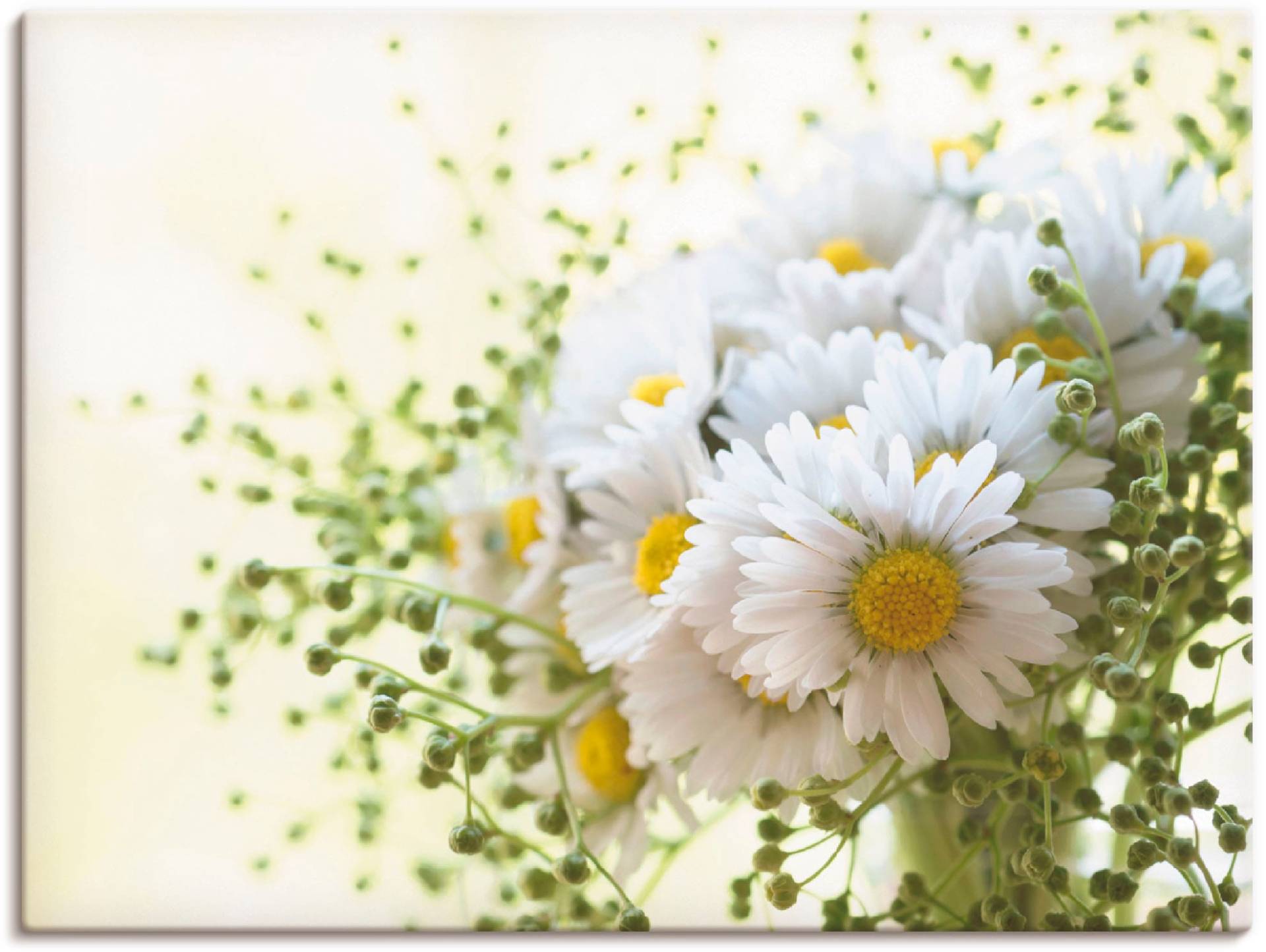 Artland Wandbild "Gänseblümchen und Hofstaat" 1 Stk. tlg. als Leinwandbild, Poster, Wandaufkleber in verschied. Größen von Artland