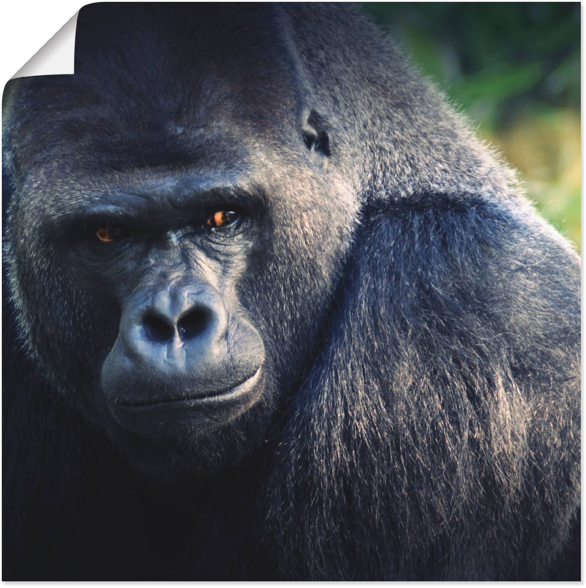 Artland Poster "Gorilla", Wildtiere, (1 St.) von Artland