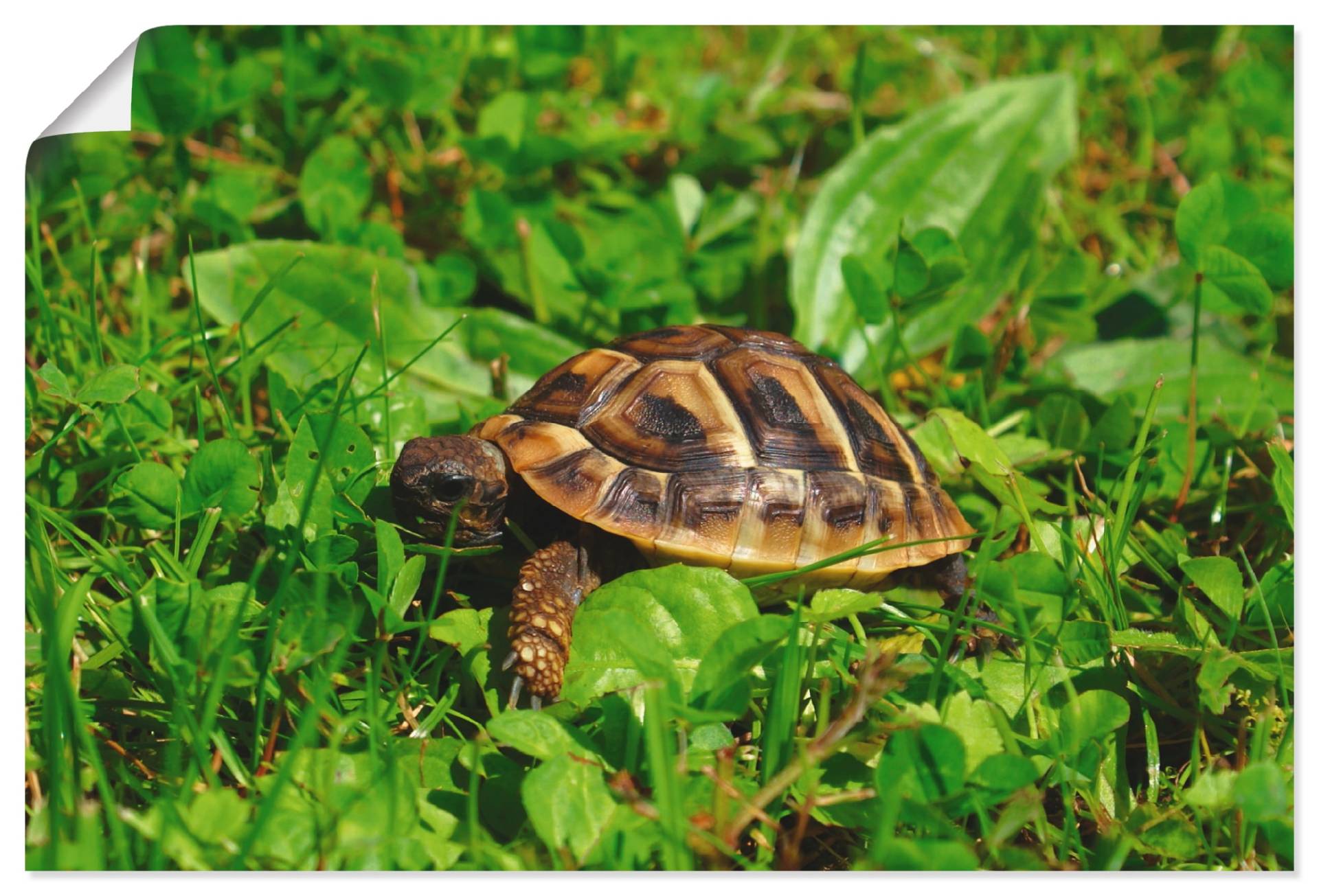 Artland Poster "Griechische Landschildkröten Baby", Reptilien, (1 St.) von Artland