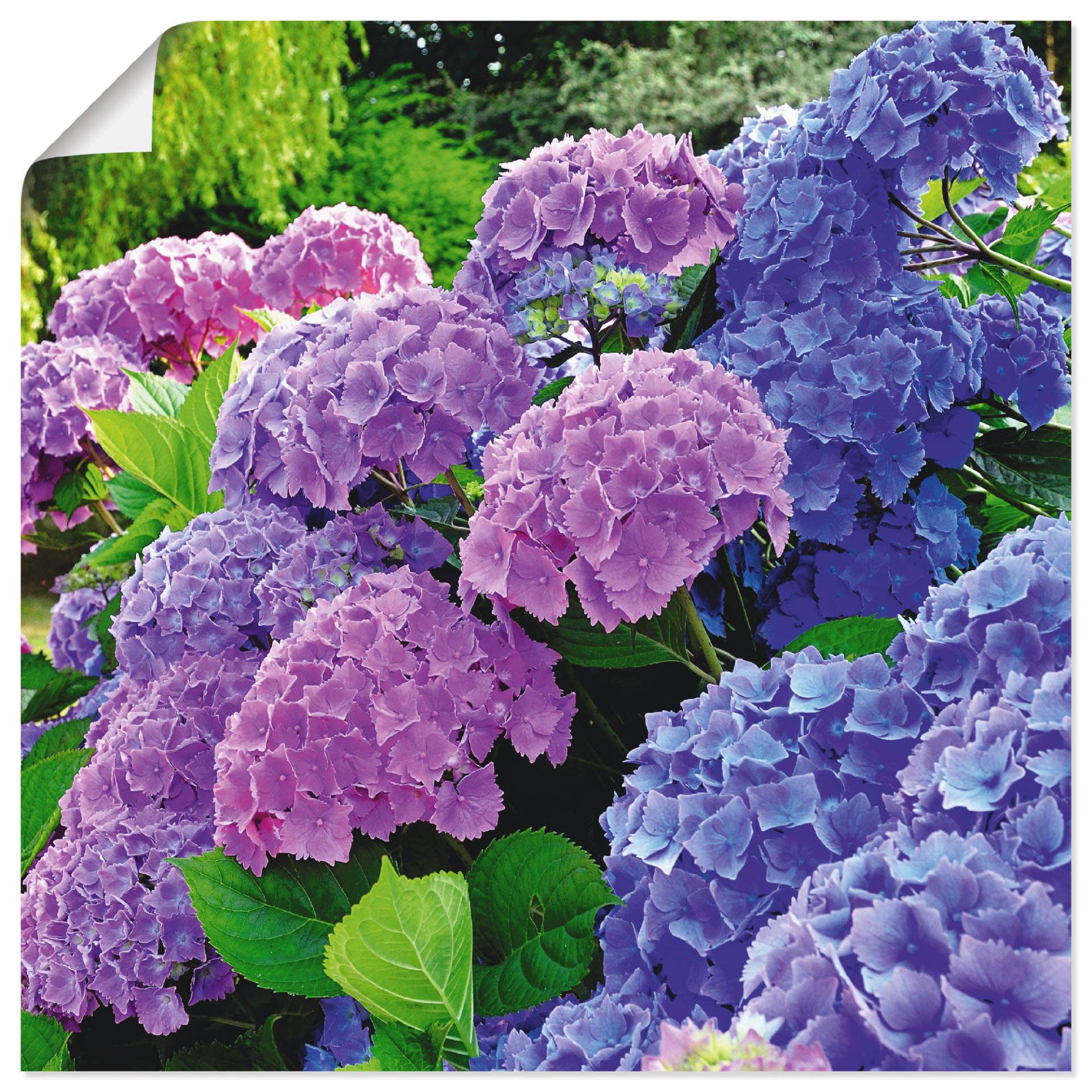 Artland Wandbild "Hortensien im Garten" Blumen 1 Stk. tlg. als Alubild, Outdoorbild, Leinwandbild, Poster, Wandaufkleber von Artland
