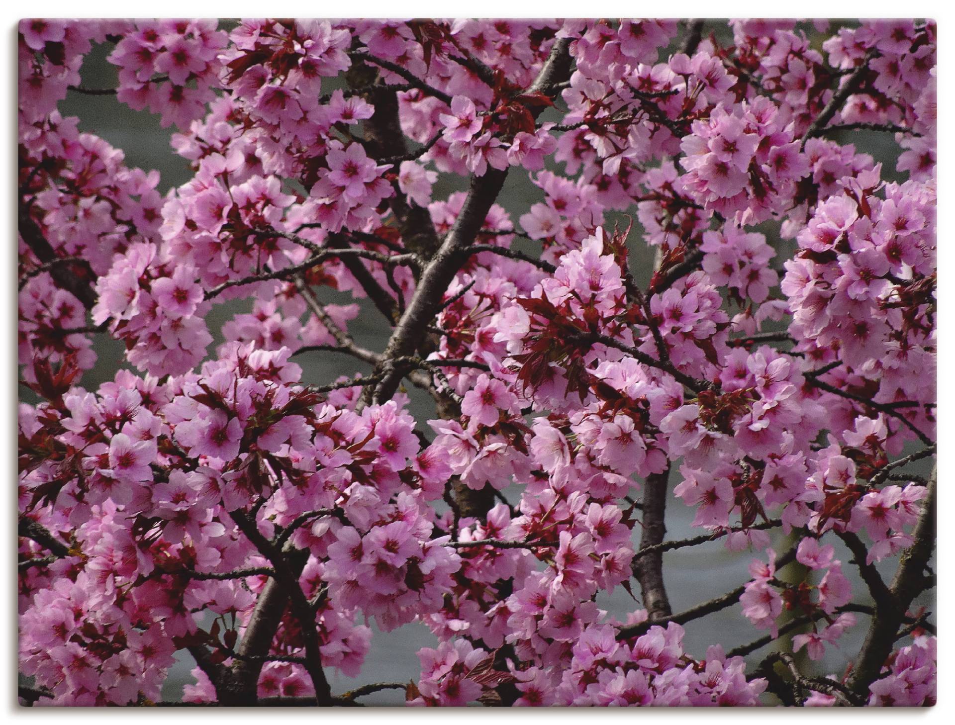 Artland Wandbild "Japanische Zierkirschen Blüte", Bäume, (1 St.), als Leinwandbild, Poster in verschied. Größen von Artland