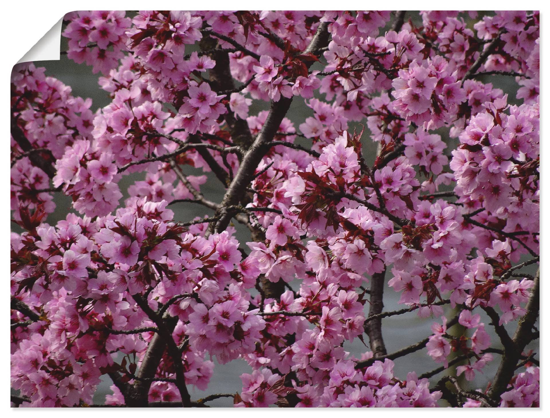 Artland Wandbild "Japanische Zierkirschen Blüte", Bäume, (1 St.), als Leinwandbild, Poster in verschied. Größen von Artland