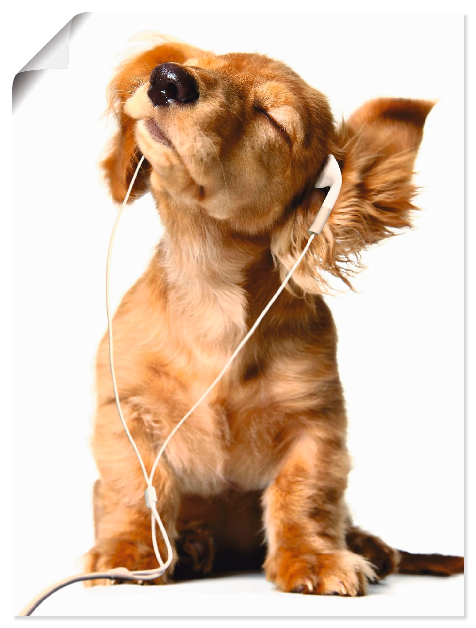 Artland Wandbild "Junger Hund hört Musik über Kopfhörer", Haustiere, (1 St.), als Leinwandbild, Poster, Wandaufkleber in verschied. Größen von Artland