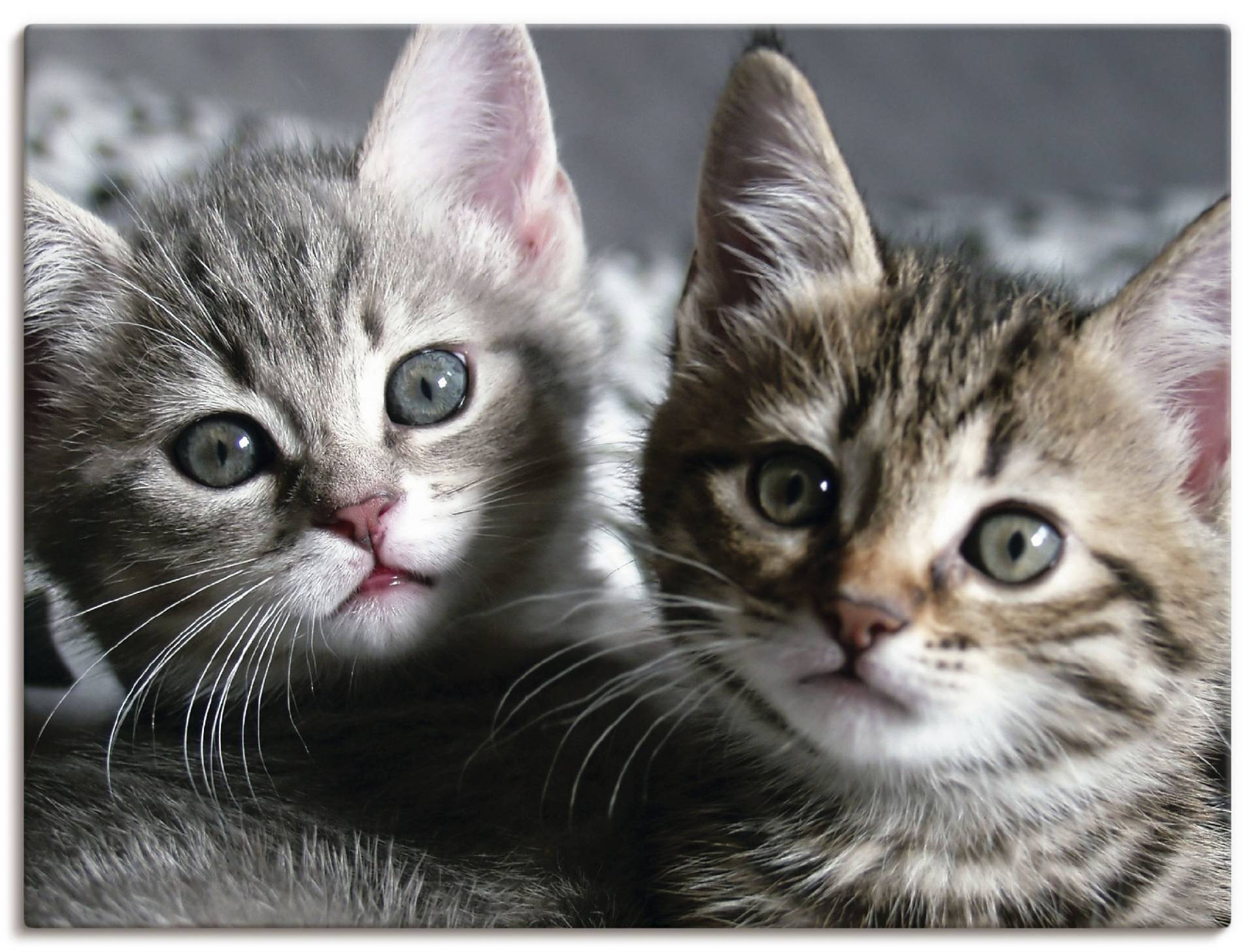 Artland Wandbild "Katze" Haustiere 1 Stk. tlg. als Alubild, Outdoorbild, Leinwandbild, Poster, Wandaufkleber von Artland