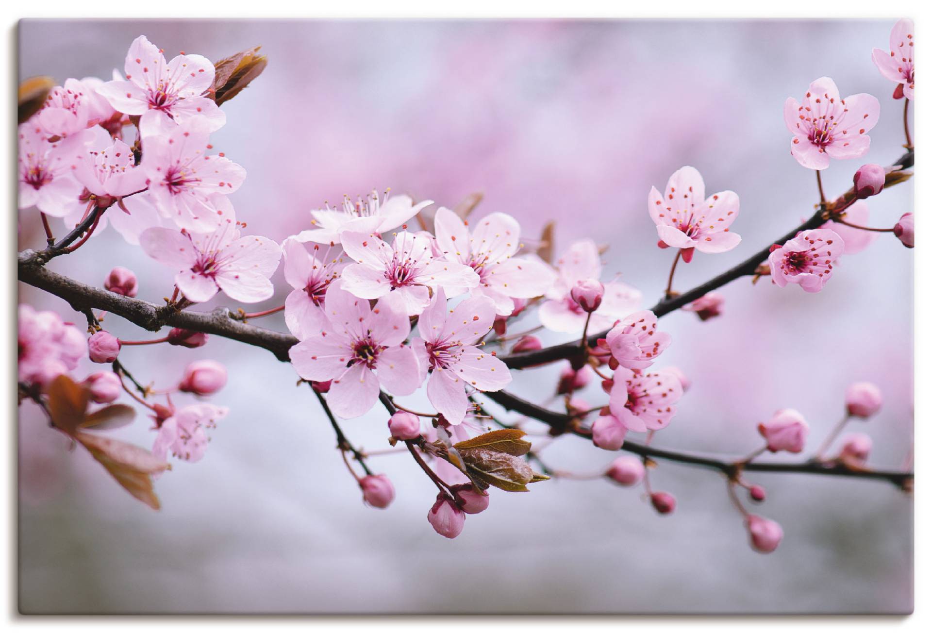 Artland Wandbild "Kirschblüten", Blumen, (1 St.), als Alubild, Outdoorbild, Leinwandbild, Poster, Wandaufkleber von Artland