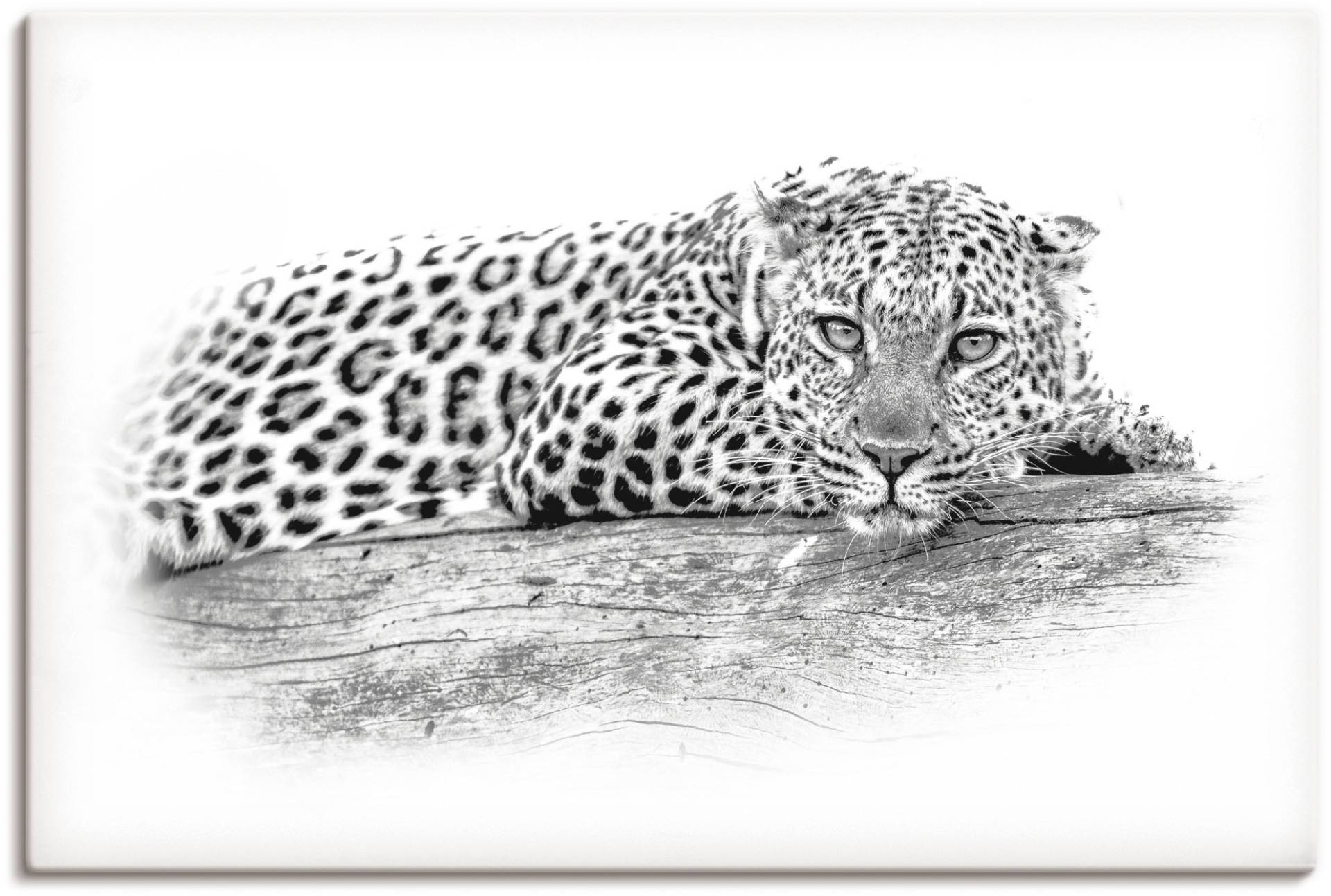 Artland Wandbild "Leopard High Key Optik", Wildtiere, (1 St.), als Alubild, Leinwandbild, Wandaufkleber oder Poster in versch. Größen von Artland